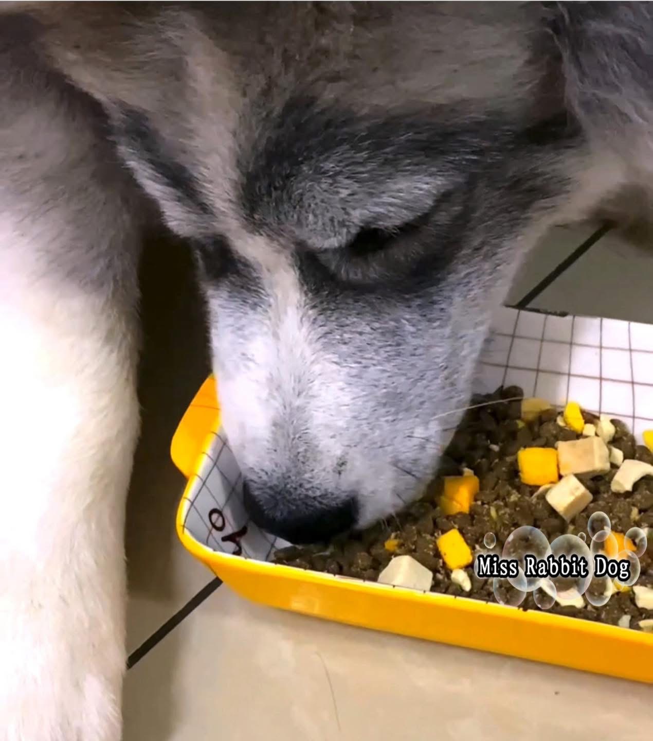 1包 2.5kg Fresh Meat Freeza- Dried Complete Dog Food全价鲜肉冻干犬粮到货啦 (幼犬、成犬、老年犬都可以食用) - 图片 11