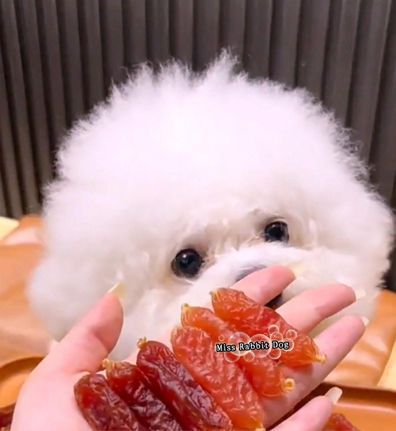 3罐 Miss Rabbit Dog 一口难忘宠物口水肠(腊肠)可以mix 口味 - 图片 12